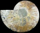 Cut Ammonite Fossil (Half) - Agatized #47706-1